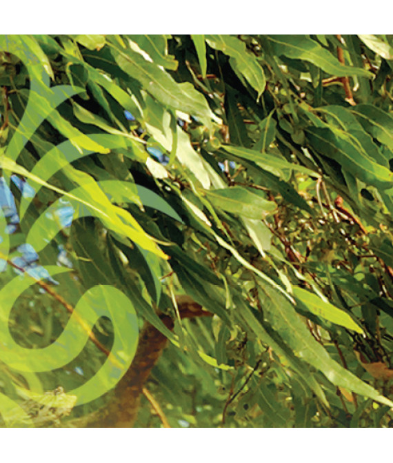 Професійний ароматизатор повітря Eucalypyus - Евкаліпт - аерозоль Spring Air 250 мл