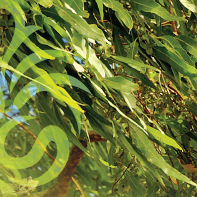 Професійний ароматизатор повітря Eucalypyus - Евкаліпт - аерозоль Spring Air 250 мл