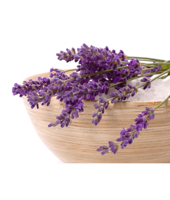 Lavender  - лаванда - аромадифузор oasis UltraScent