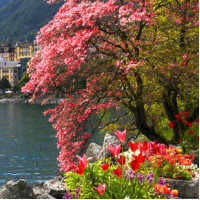 Printempts a Geneve - Весна в Женеві - аерозоль oasis Edition Line 250 мл  - УЦІНКА -