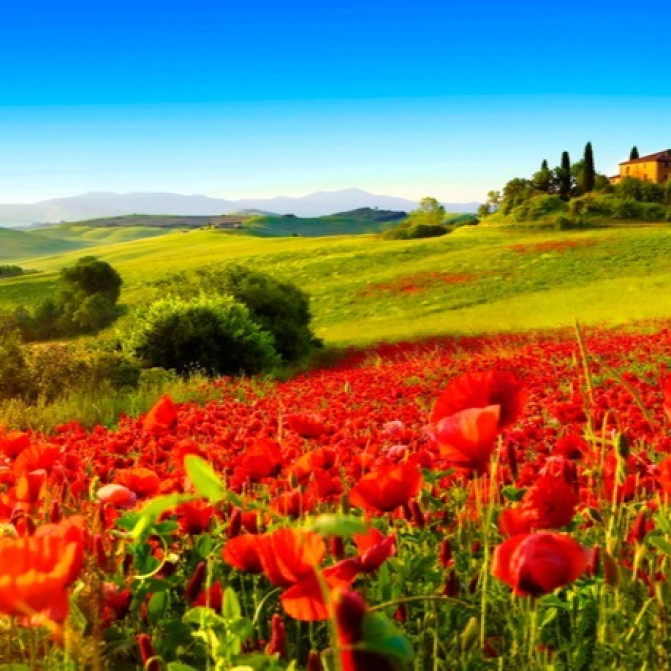 FIELD OF POPPIES - Parfum de Luxe concentre - Концентрат