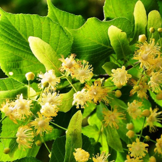 Linden blossom - Цвітіння липи (SA) - аромакомпозиція для аромамашин