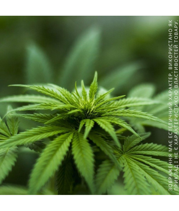 Hemp Коноплі UltraScent Ароматизатор для зволожувача повітря