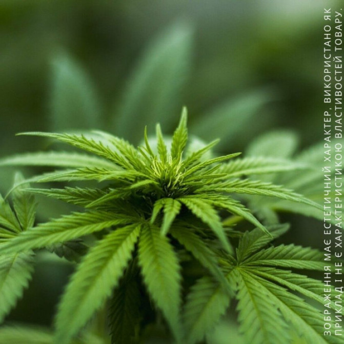 Hemp Коноплі UltraScent Ароматизатор для зволожувача повітря