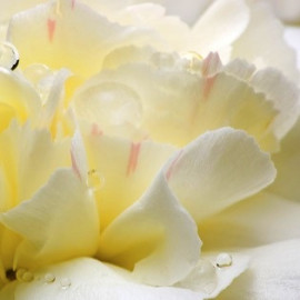 White Flower - Білі квіти - аерозоль oasis Premium Line 250 мл