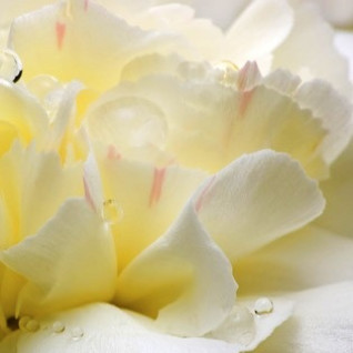 White Flower - Білі квіти - аерозоль oasis Premium Line 250 мл