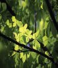 Green Forest – Зелений ліс - аерозоль Spring Air 250 мл