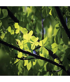 Green Forest – Зелений ліс - аерозоль Spring Air 250 мл