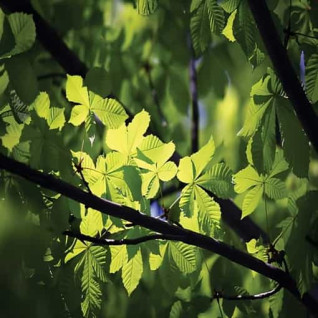 Green Forest – Зелений ліс - аерозоль Spring Air 250 мл
