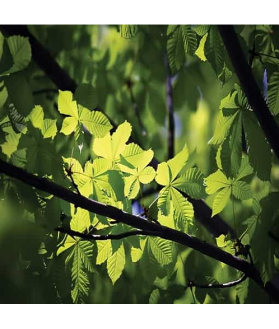 Green Forest – Зелений ліс - аерозоль Spring Air 250 мл